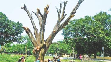 Dieback-disease-mango.jpg