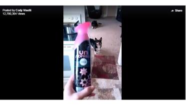 dog-WEB.jpg