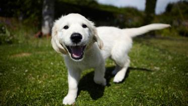 dog-web.jpg