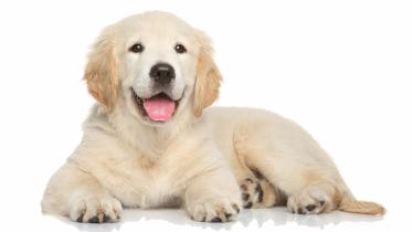 dog.jpg