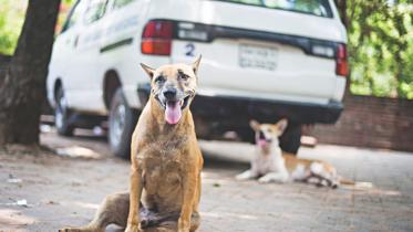 dog gang.jpg