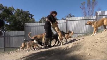 dog lover.JPG