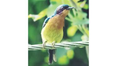 dream bird.jpg