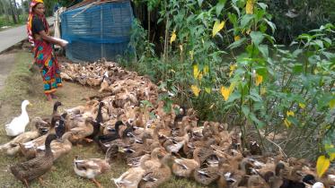 Duck farming.jpg