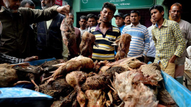 ducks poisoned.jpg