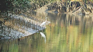 Egret.jpg