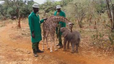 elephant-and-giraff.jpg