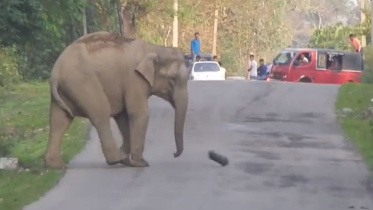 elephant-web.jpg