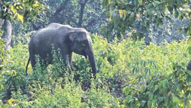 elephant.jpg