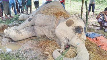 elephant die.jpg