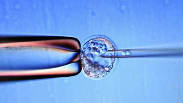 embryo