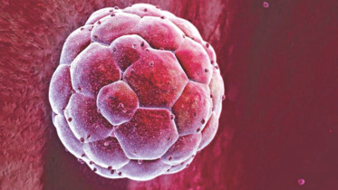embryo.jpg