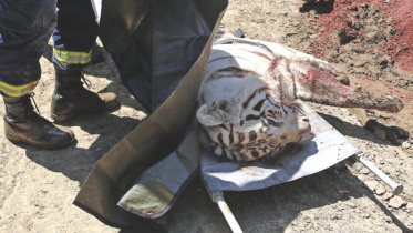 Escaped-tiger.jpg