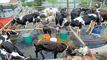 Farming-sacrificial-cattle.jpg