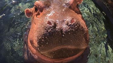 Fiona-wb.jpg