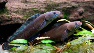 Fish.jpg