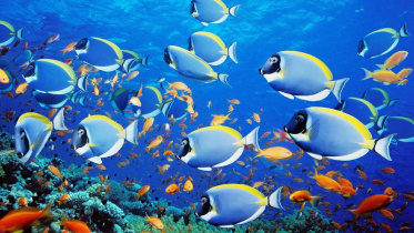 fish.jpg
