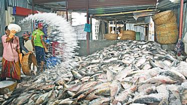 Fish.jpg