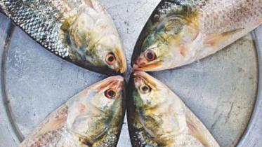 fish habit.jpg