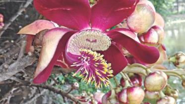 flower.jpg