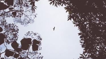 flying.jpg