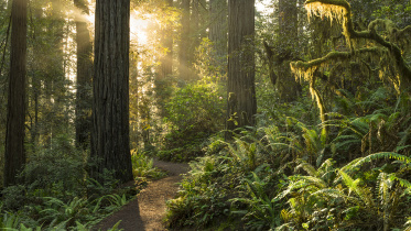 forest.jpg