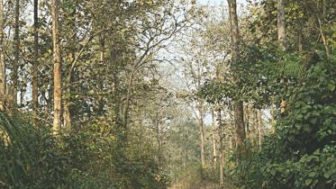 forest.jpg