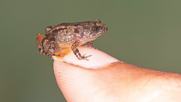 frog.jpg