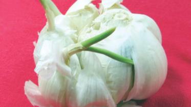 Garlic the Great!