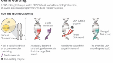 gene.jpg