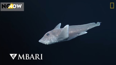 Ghost shark