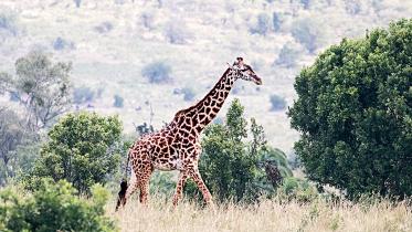 giraffe.jpg