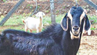 goat-rupee.jpg