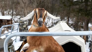 goat.jpg