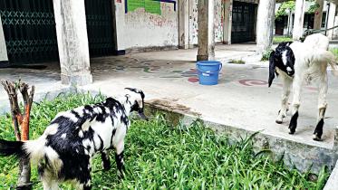 goats-and-burglars.jpg