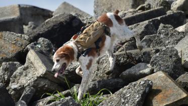 gonta-the-dog-1-web.jpg
