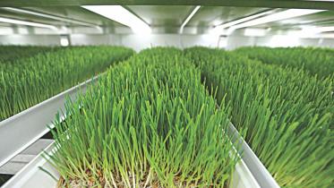 grass.jpg