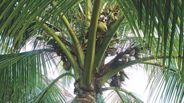 Green coconuts.jpg