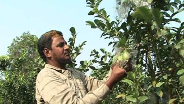 Guava orchards.jpg