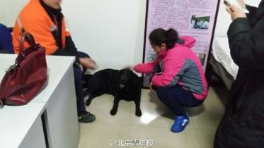 guide-dog-1-web.jpg