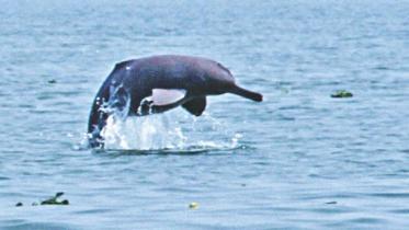 halda_dolphin.jpg