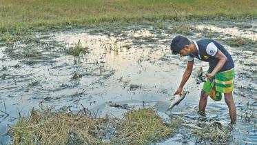 halda pollution.jpg
