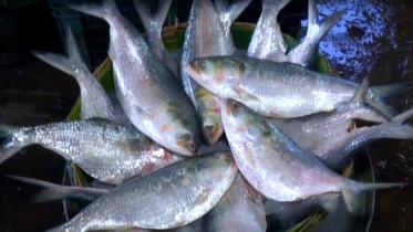 hilsa.jpg