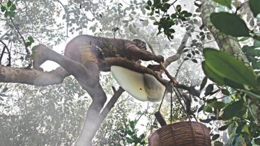 honey hunting.jpg