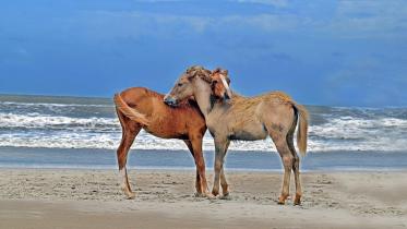 Horses