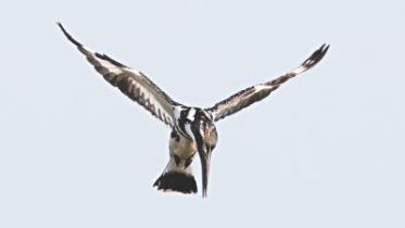 Hovering Birds.jpg