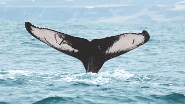 humpback whale.jpg