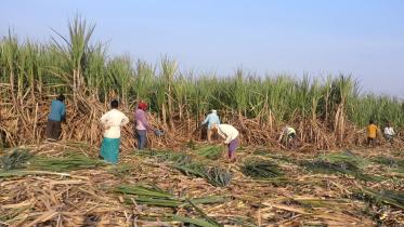 Indian sugar mills.jpg