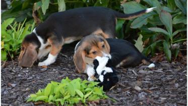 IVF-Puppies-1WB.jpg