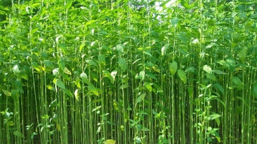 jute.jpg